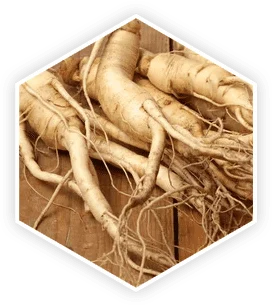 Panax ginseng